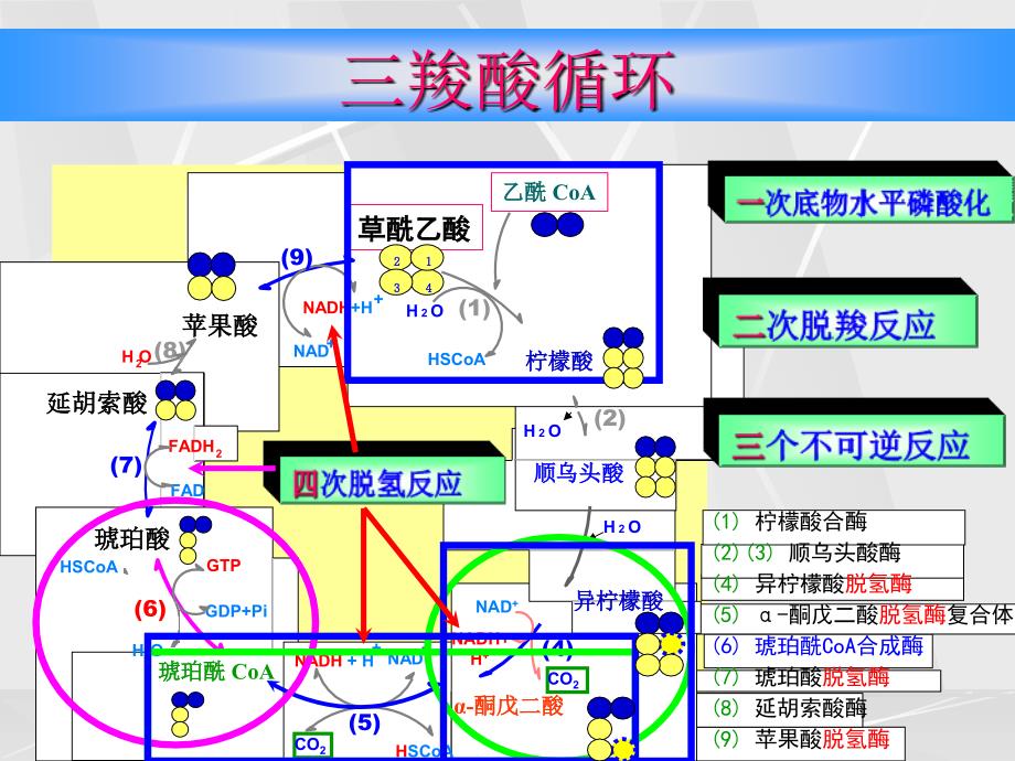 02 物质代谢及其调节2幻灯片_第1页