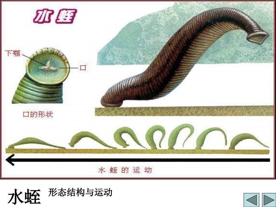 九年级生物环节动物与软体动物_第5页