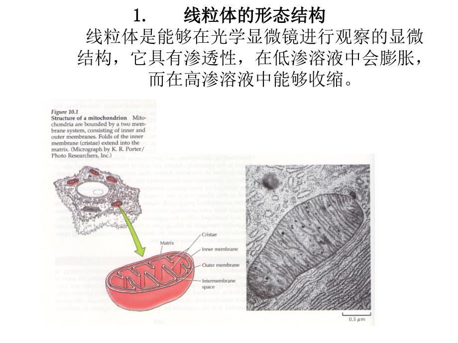 医学生物学_线粒体Mitochondrion_第2页