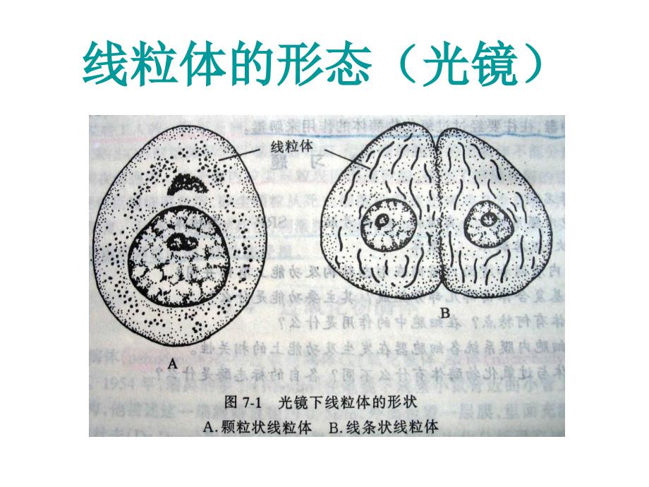 医学生物学_线粒体Mitochondrion_第3页