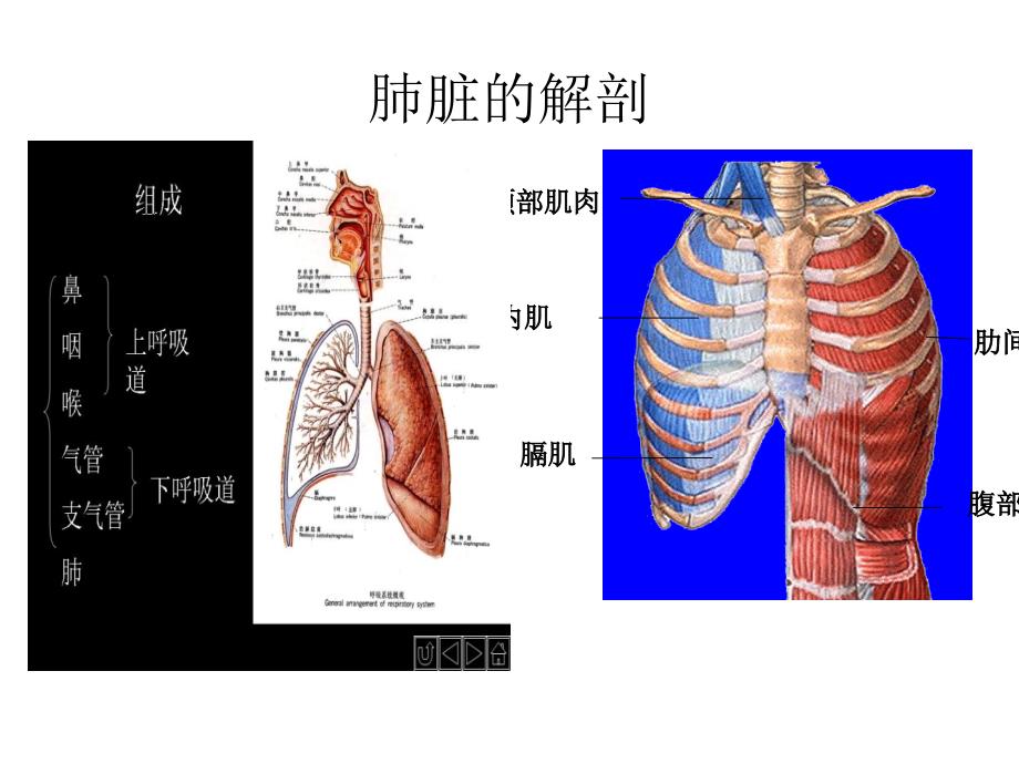 五脏解剖图_第2页