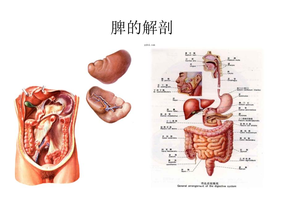 五脏解剖图_第3页