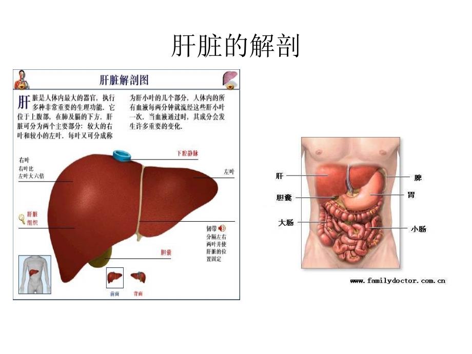 五脏解剖图_第4页
