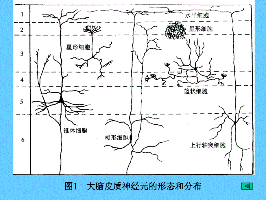 08神经系统幻灯片_第4页