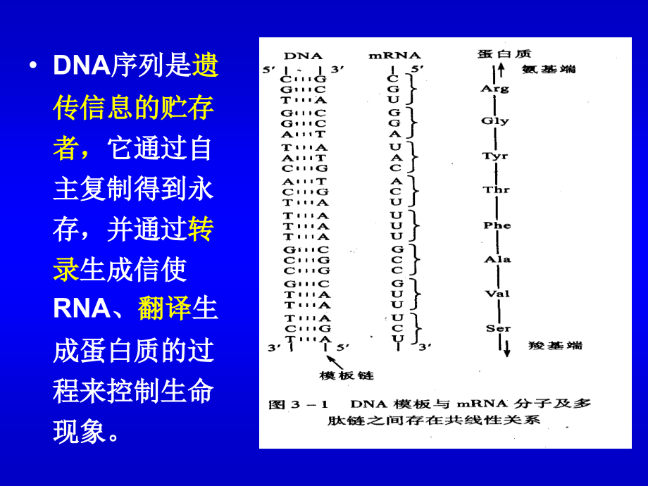 生物化学 生物信息的传递(上)-从DNA到RNA_第3页