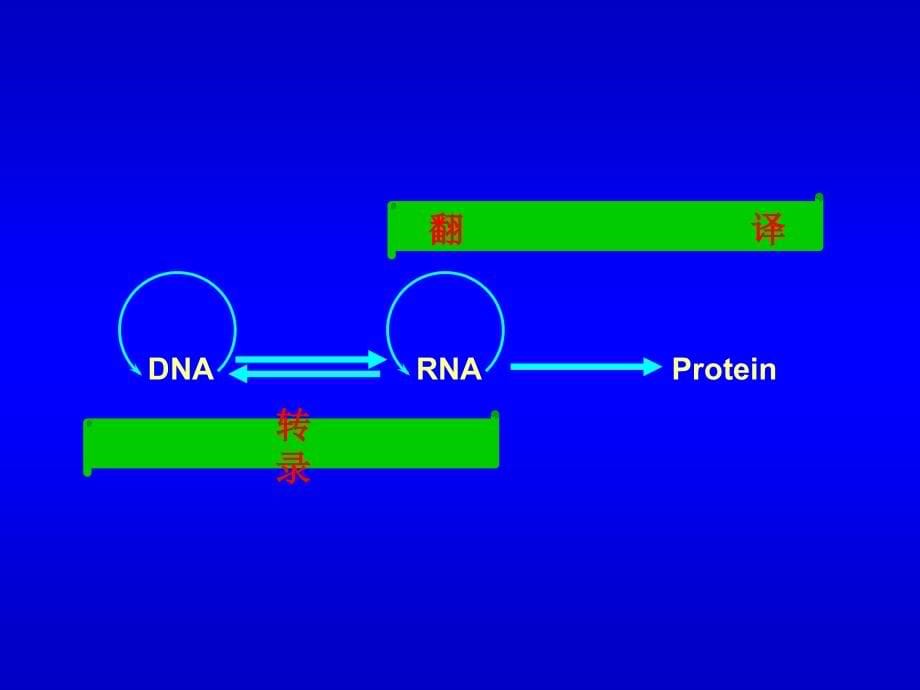 生物化学 生物信息的传递(上)-从DNA到RNA_第5页