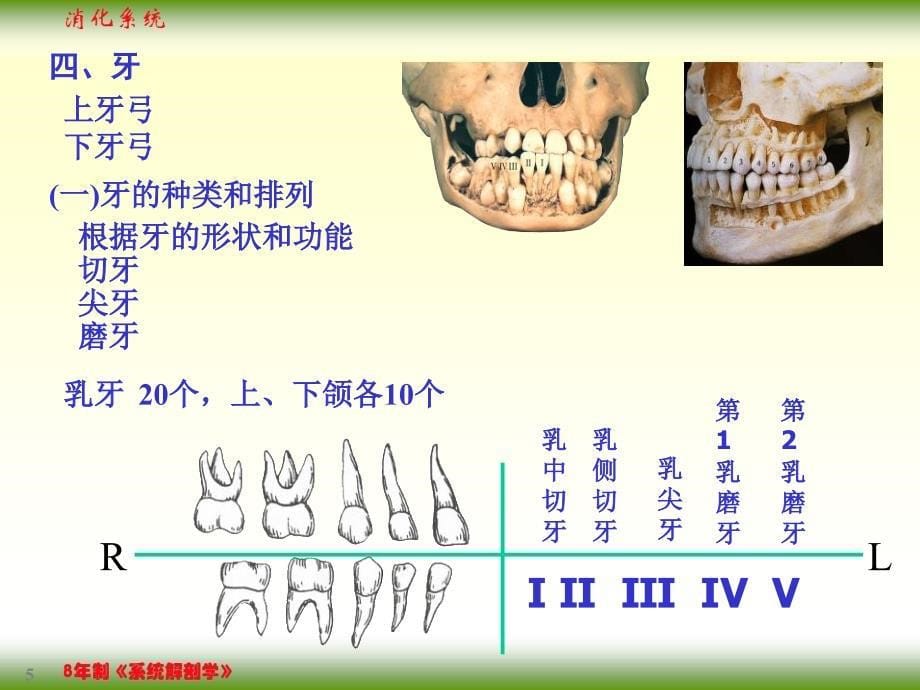 05消化系统幻灯片_第5页