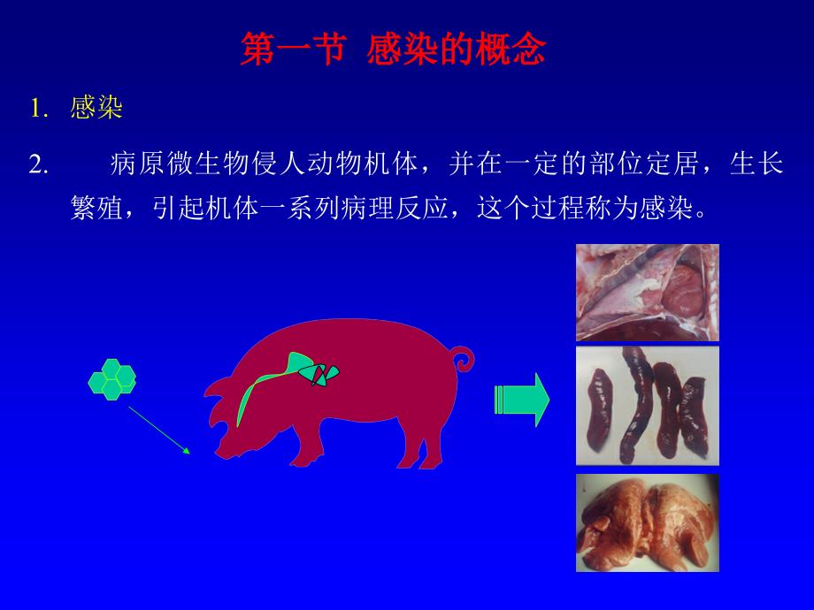 家畜传染病的传染过程和流行过程_第2页