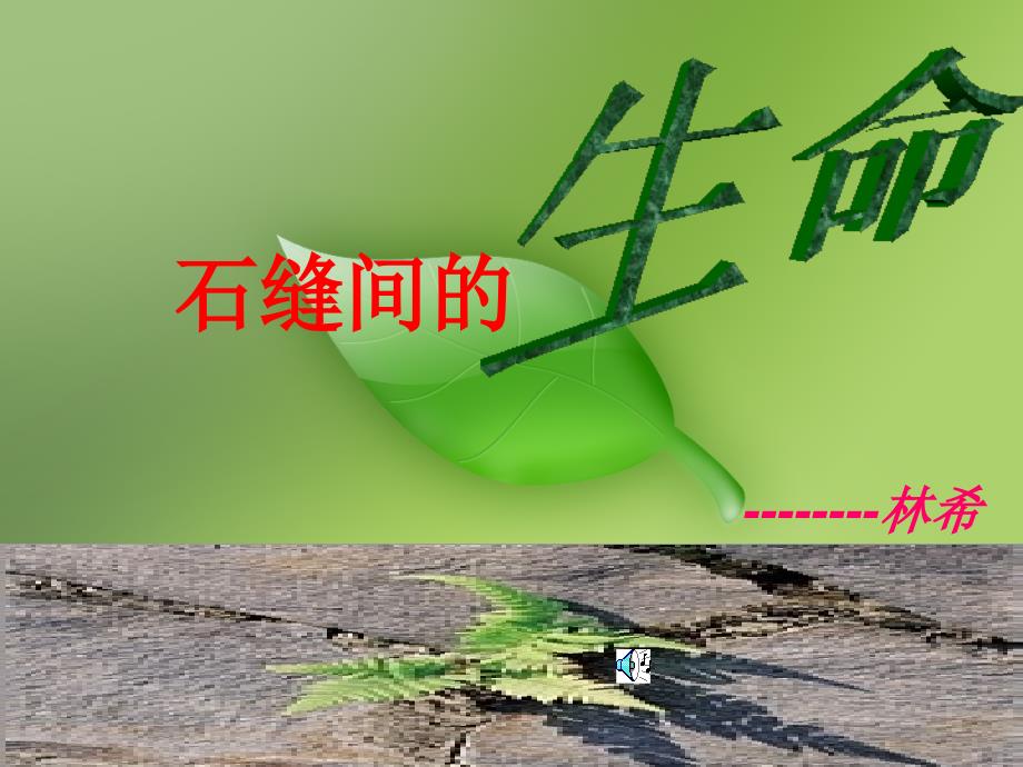 《石缝间的生命》上课课件_第1页