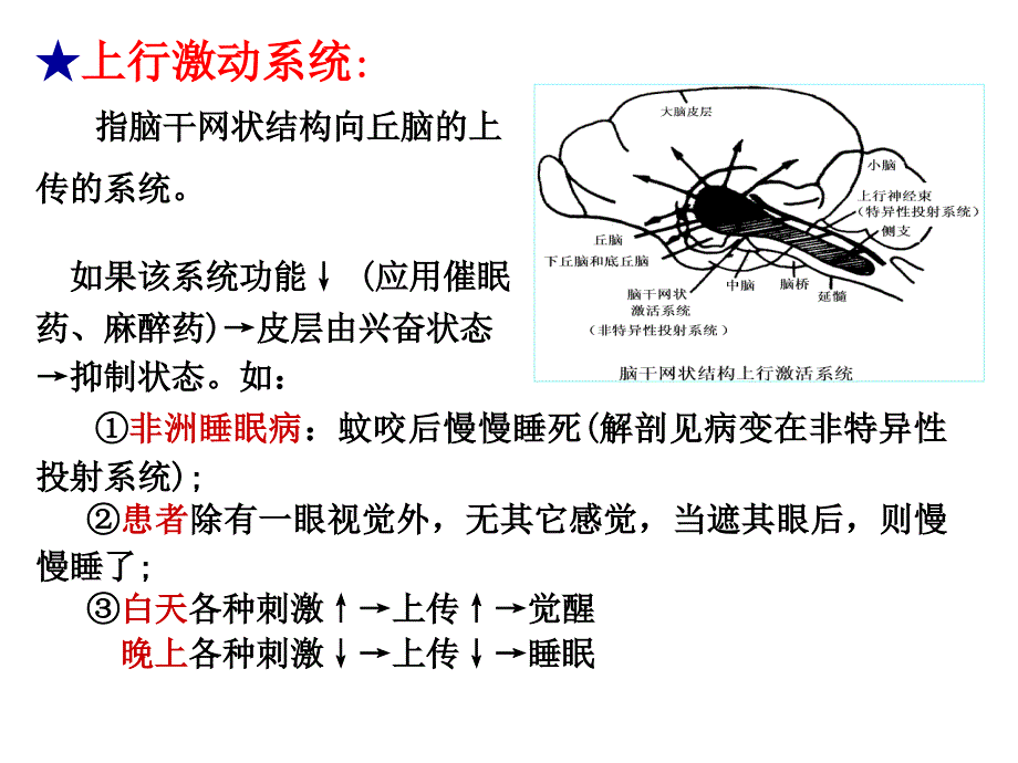 3.2神经系统的感觉分析幻灯片_第4页