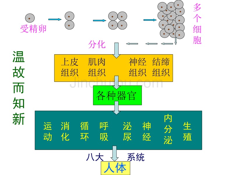 植物体的结构层次使用课件_第3页