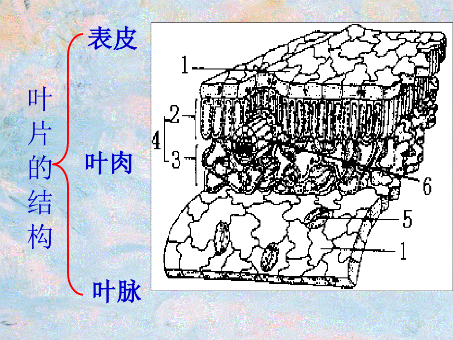 九年级生物有机物的制造和分解_第4页