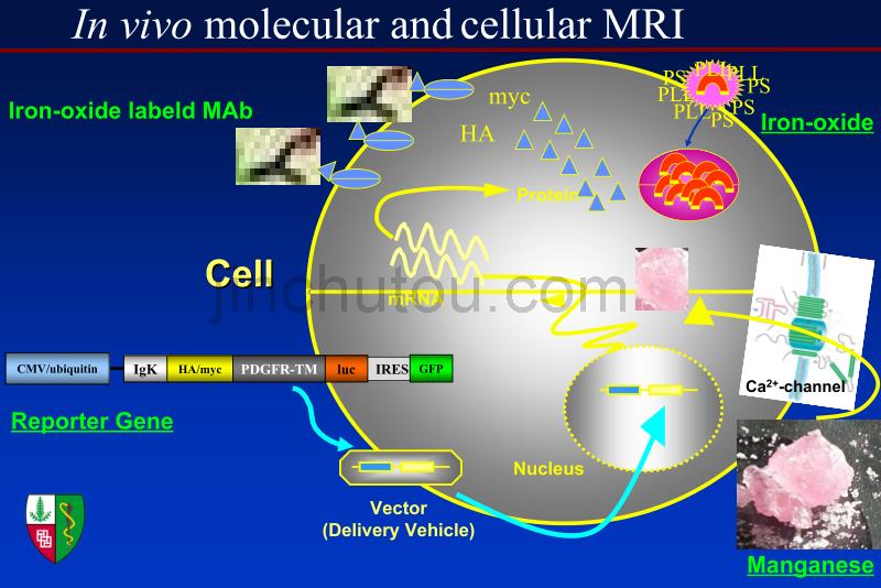 在体干细胞生物显像和心肌修复_第5页