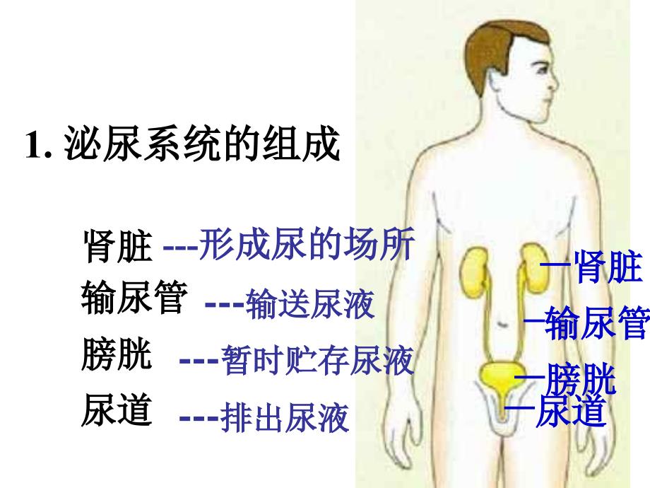 体内物质的动态平衡--浙教版_第2页