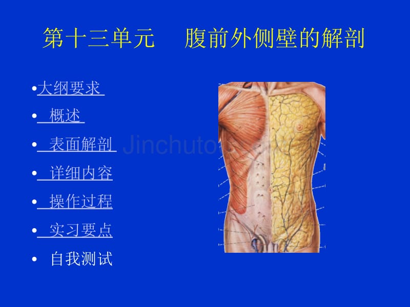 13单元腹壁的解剖幻灯片_第1页