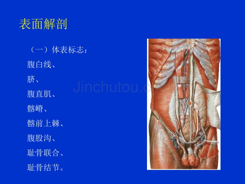 13单元腹壁的解剖幻灯片_第4页