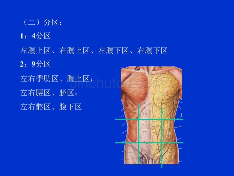 13单元腹壁的解剖幻灯片_第5页