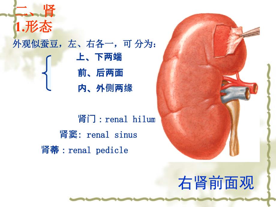 22腹膜后隙与腹后壁幻灯片_第4页