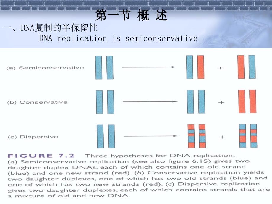 [医学保健]DNA复制_第4页