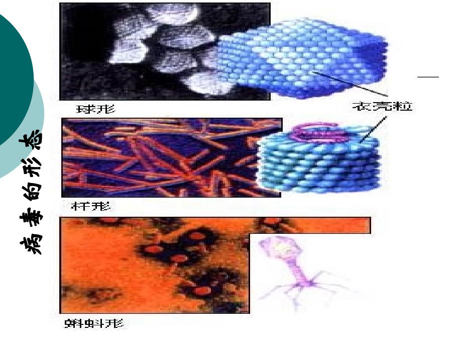 微生物发酵及其应用_第4页