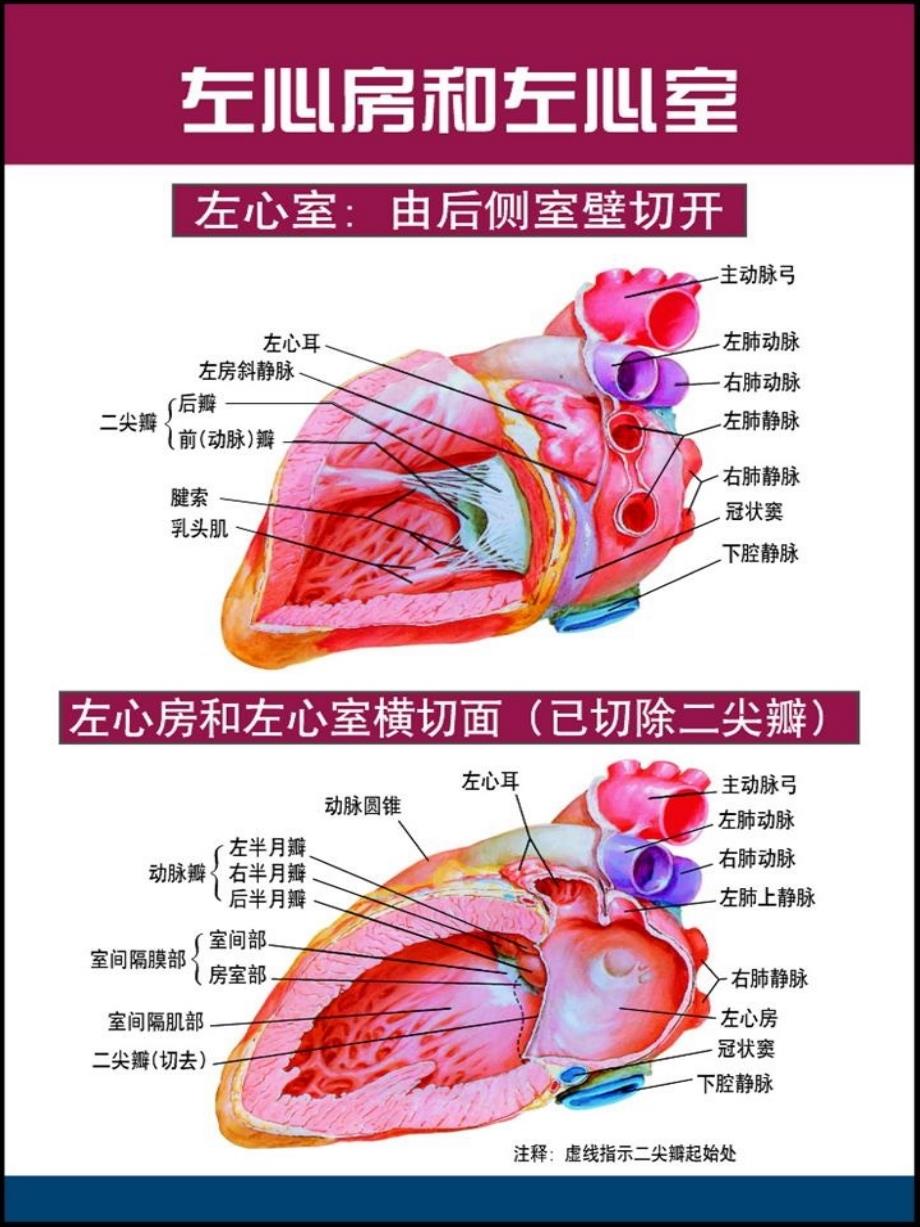 心脏解剖图-教学课件_第1页