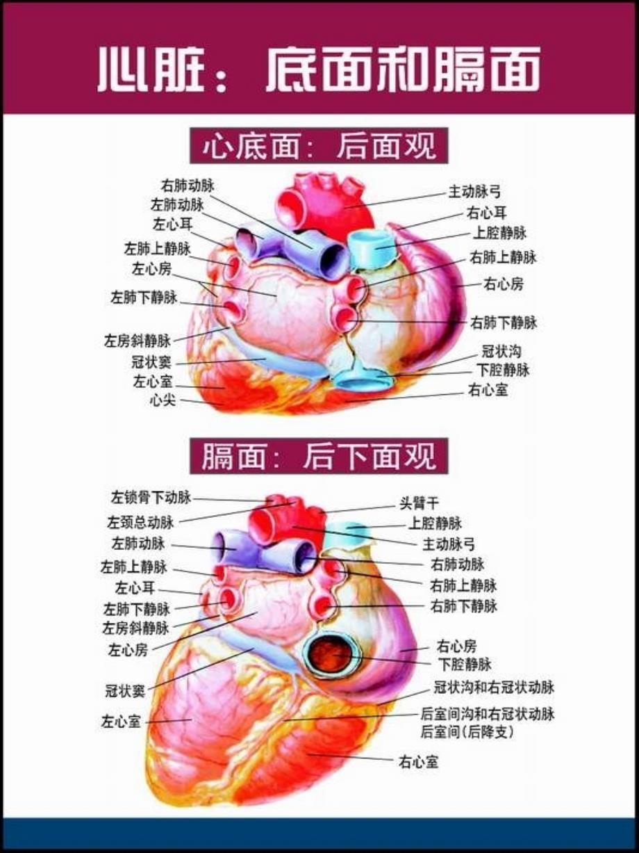 心脏解剖图-教学课件_第2页