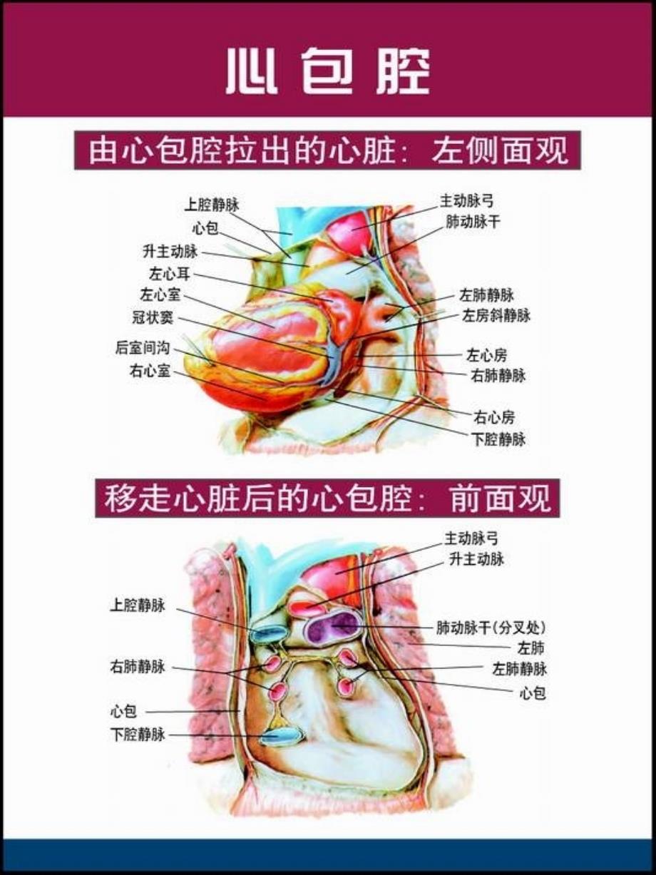 心脏解剖图-教学课件_第3页