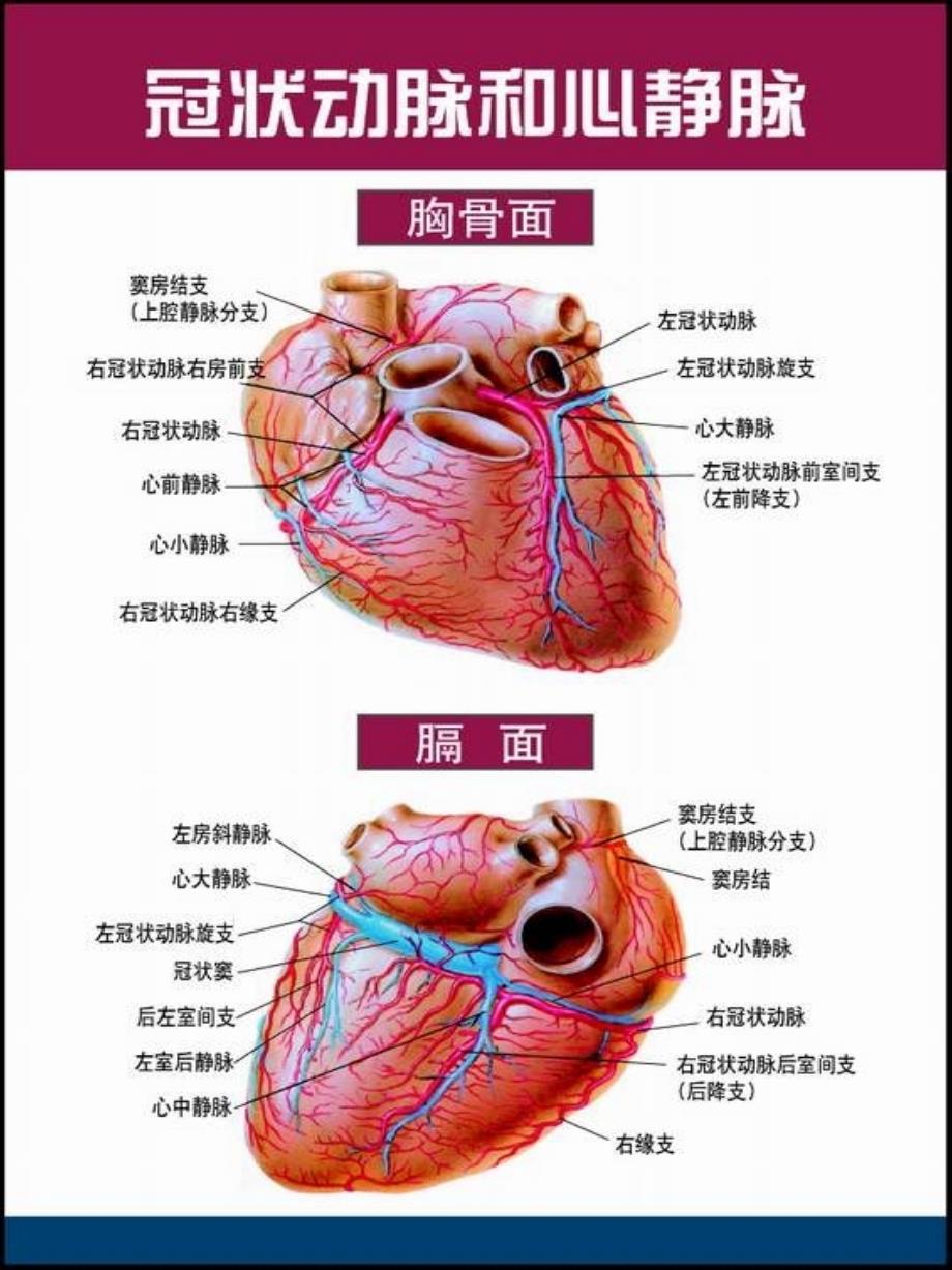 心脏解剖图-教学课件_第4页