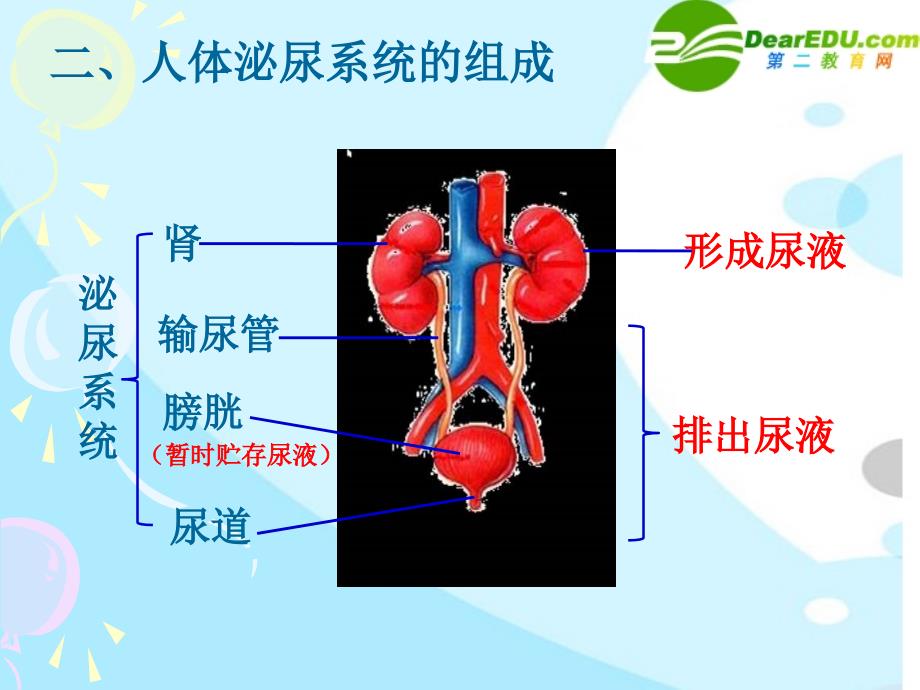 七年级生物下册第四章《人体内废物的排出》复习_第4页