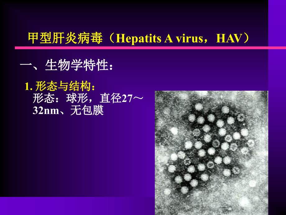 14.肝炎病毒-护理幻灯片_第3页