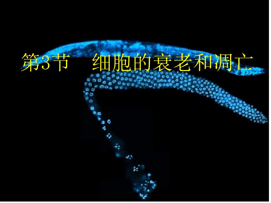 高一生物细胞的衰老和凋亡3_第1页