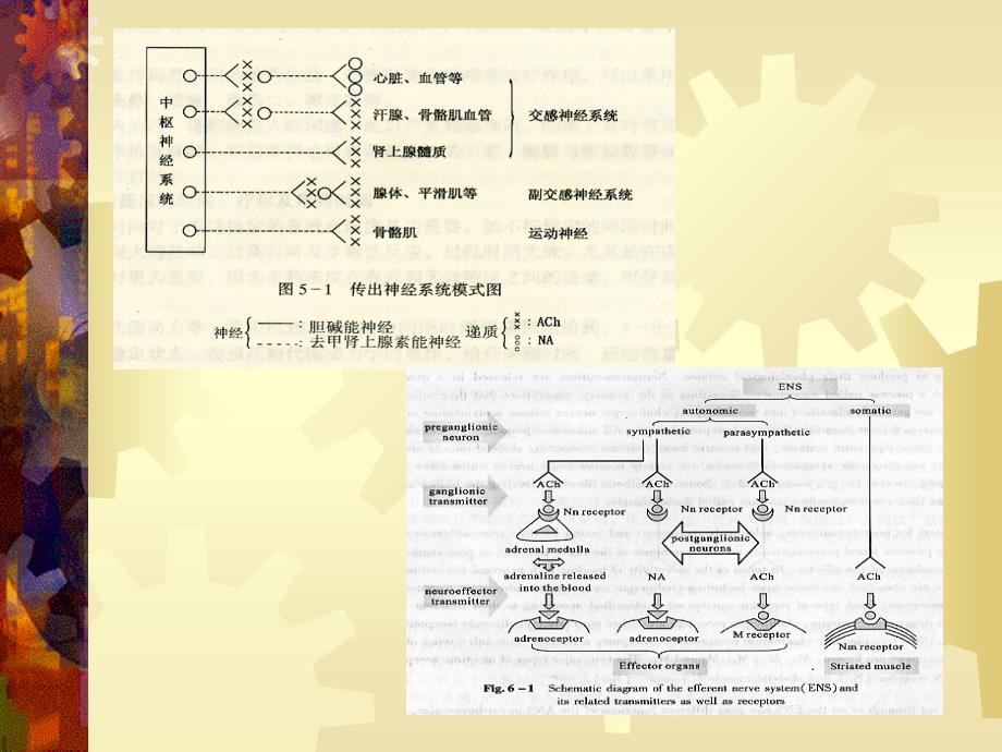 6 传出神经系统药理学概述幻灯片_第3页