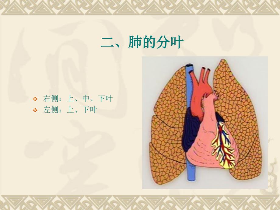 呼吸系统疾病9幻灯片1_第4页