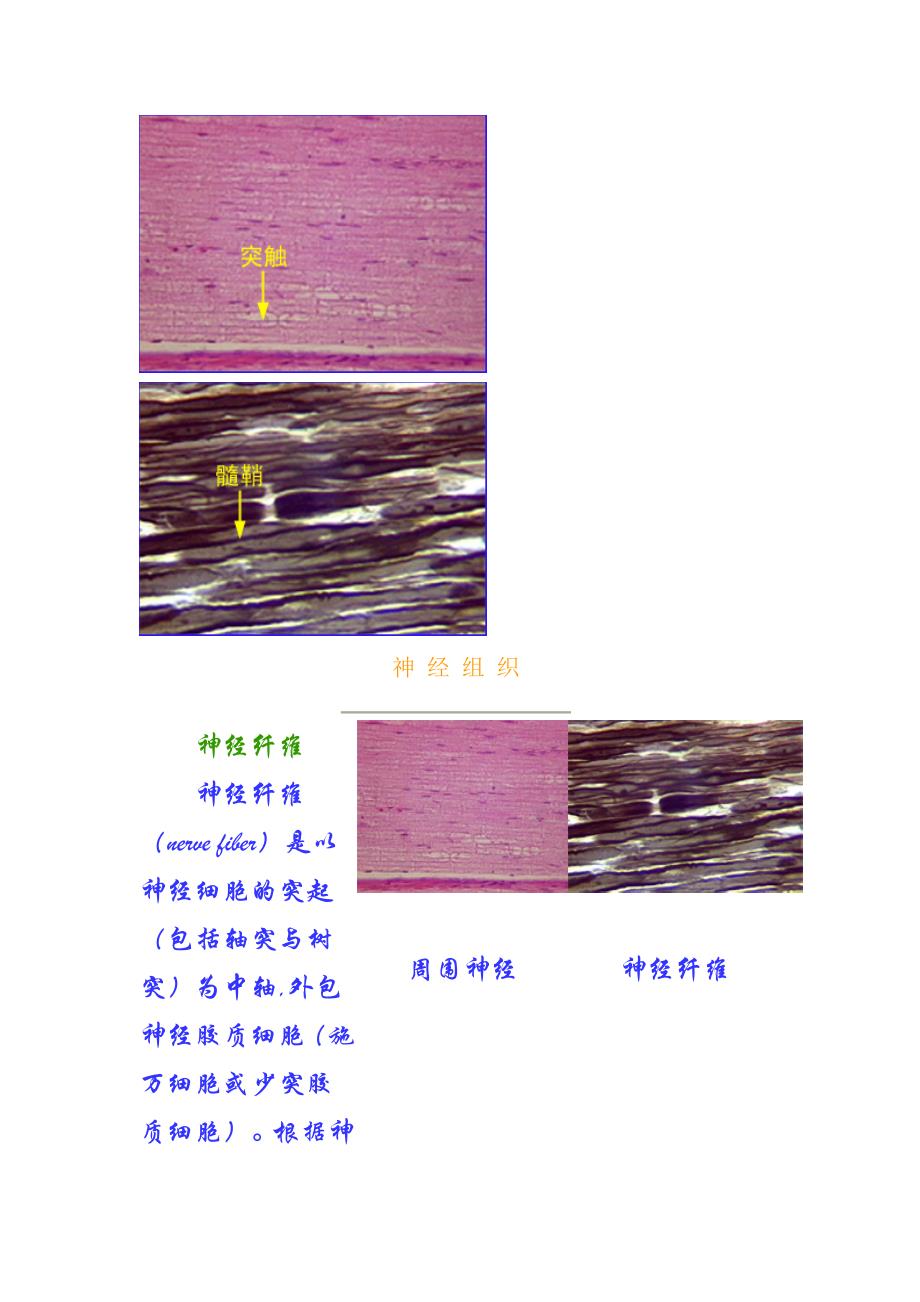 神经系统探索_第1页