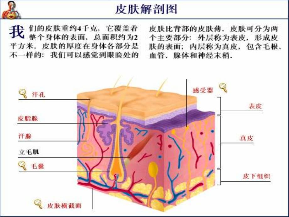 人体皮肤-教学ppt_第2页