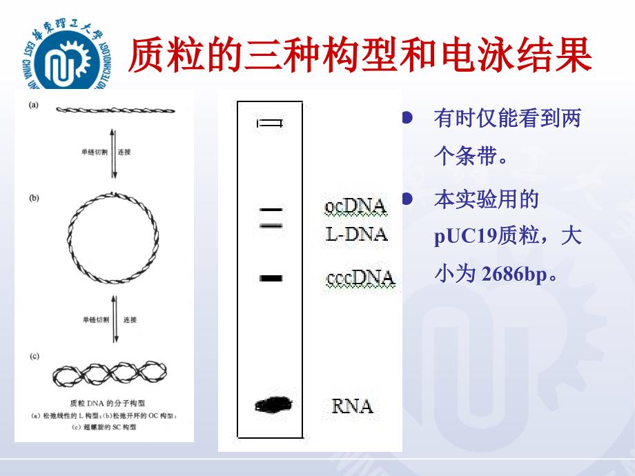 实验——pcr_第2页