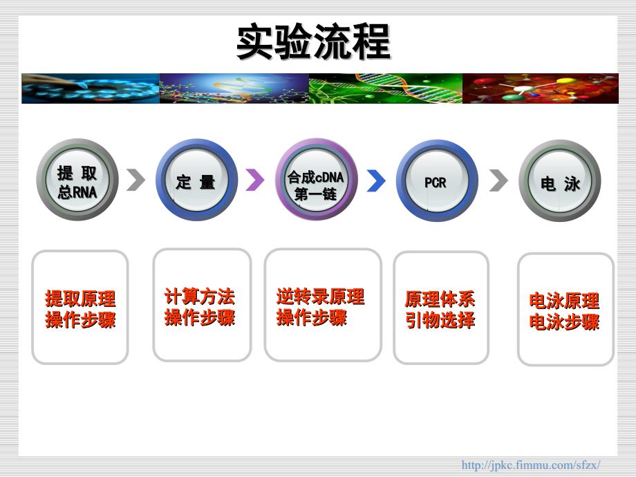 总rna提取定量与rt-pcr  20111226_第3页