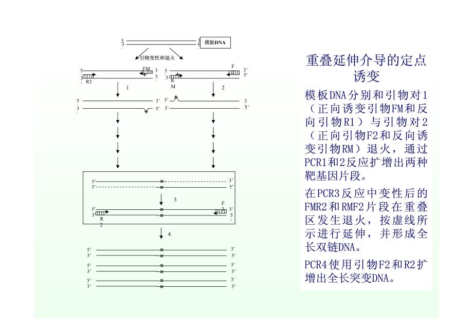 定点突变技术_第4页