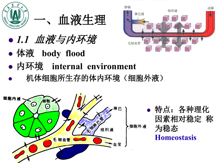 4血液与血液循环幻灯片_第4页