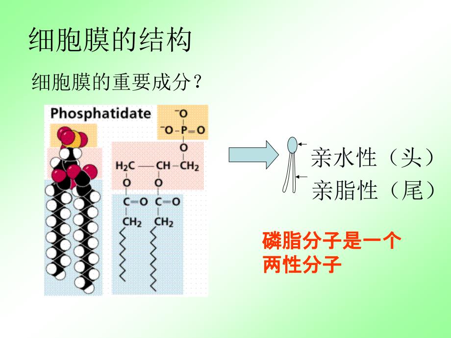 细胞膜和细胞壁_第4页