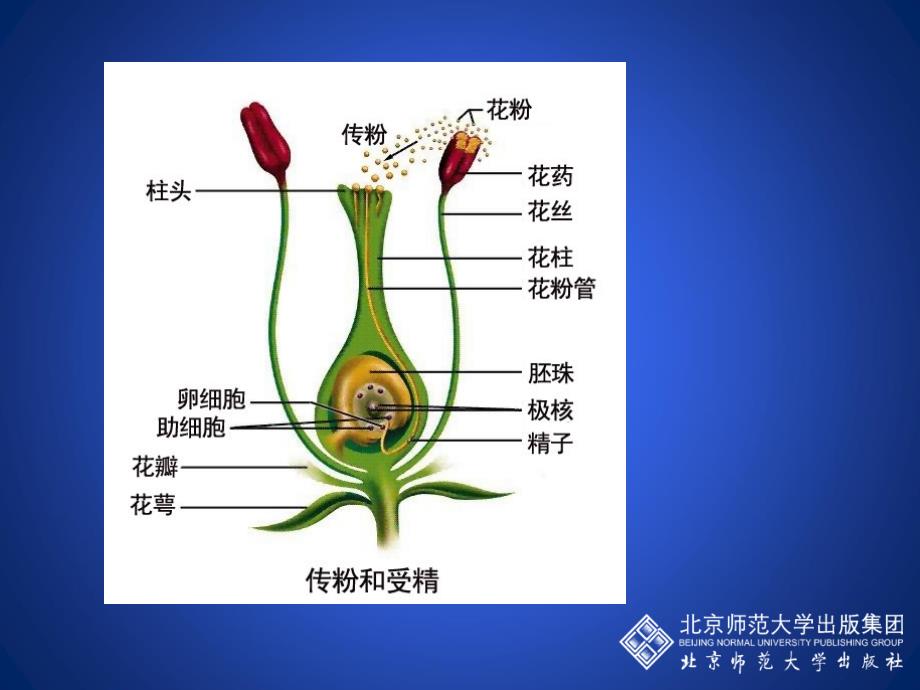 植物的生殖方式_第3页