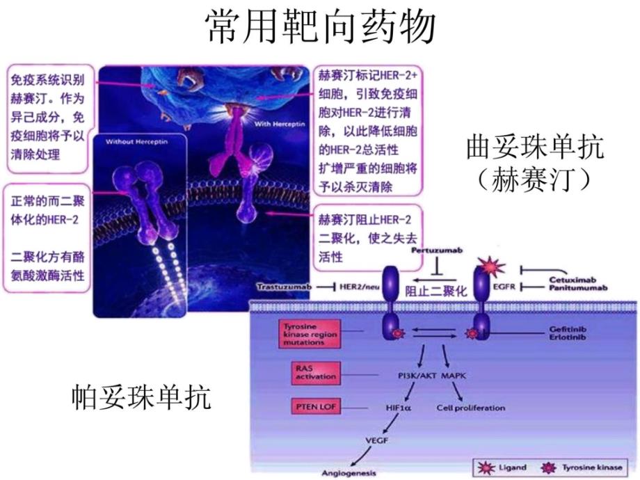 数字pcr技术在her-2基因扩增检测中的应用_第4页