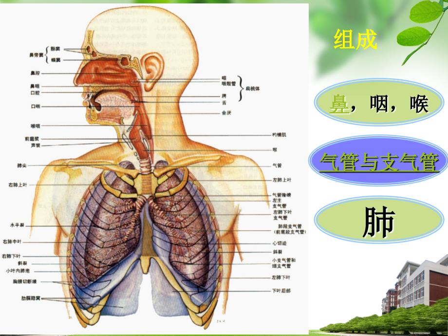 呼吸系统-基础医学幻灯片_第2页