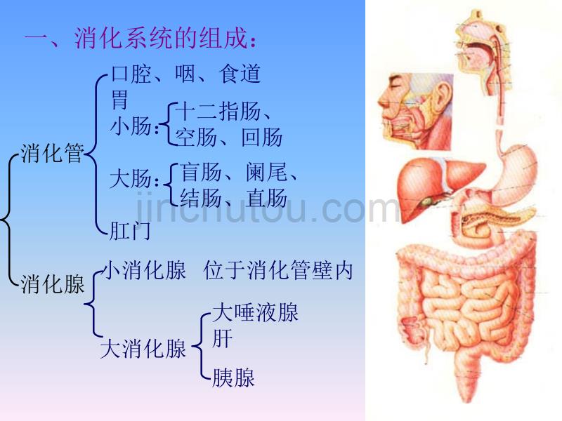 6-09消化系统幻灯片_第3页