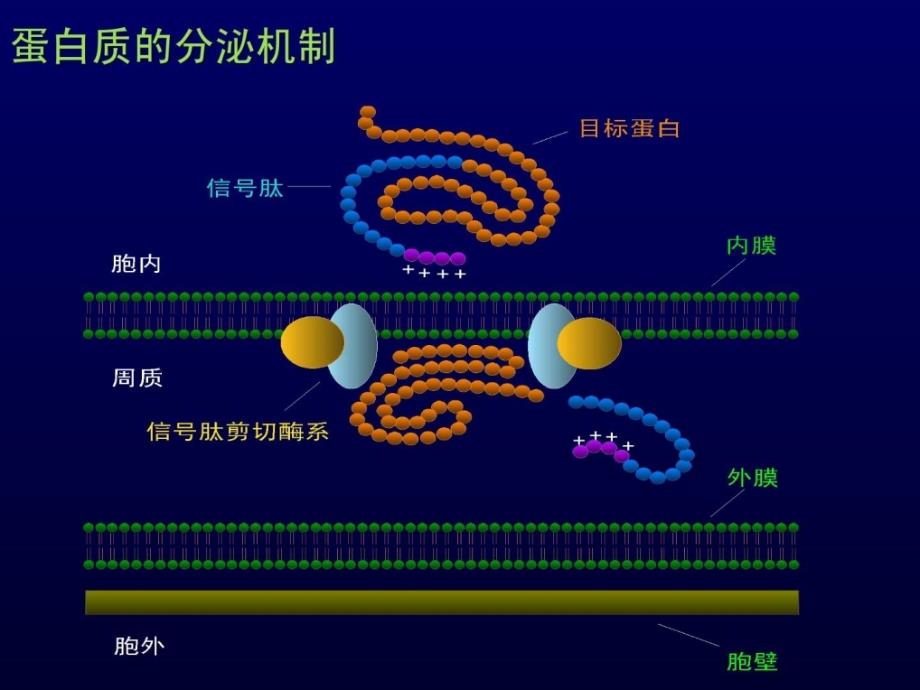 微生物基因工程_1525117206_第4页