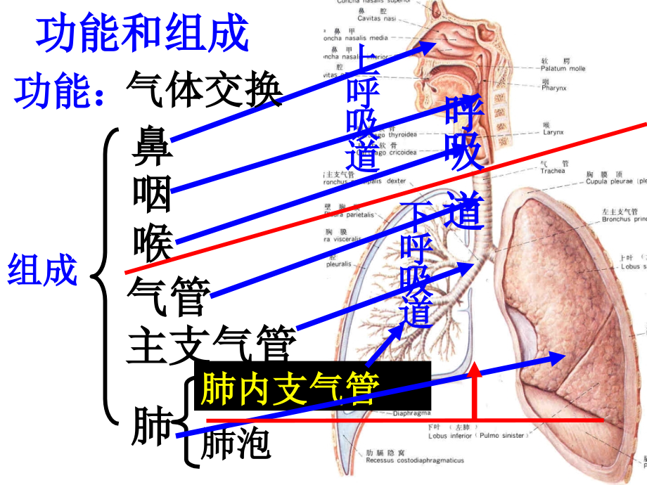 6呼吸系统-2幻灯片_第2页