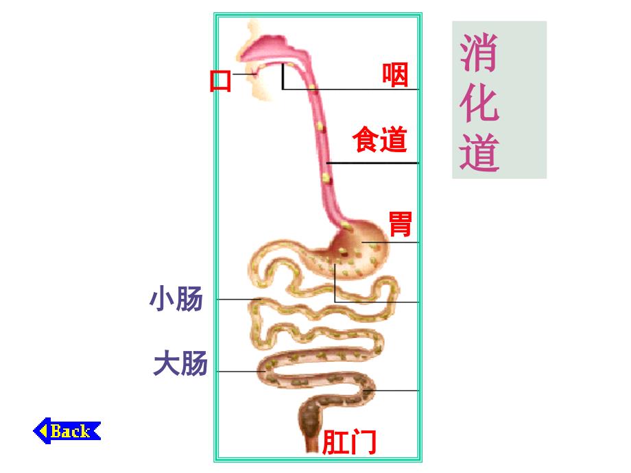 二、2.消化和吸收_第2页