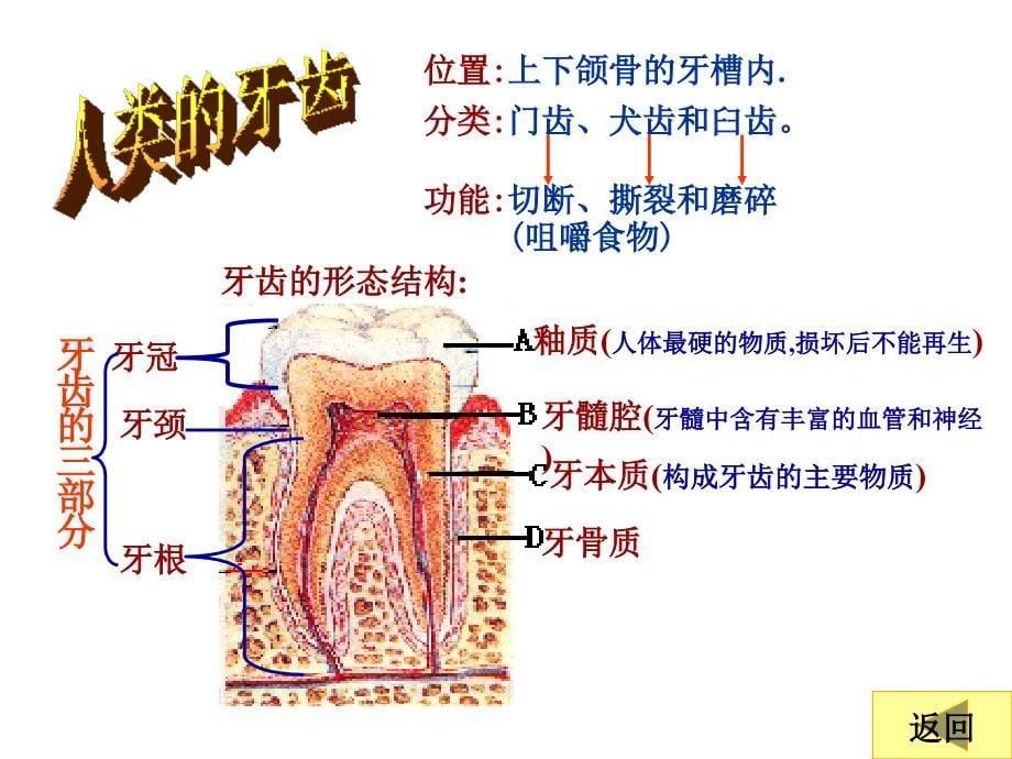 二、2.消化和吸收_第5页