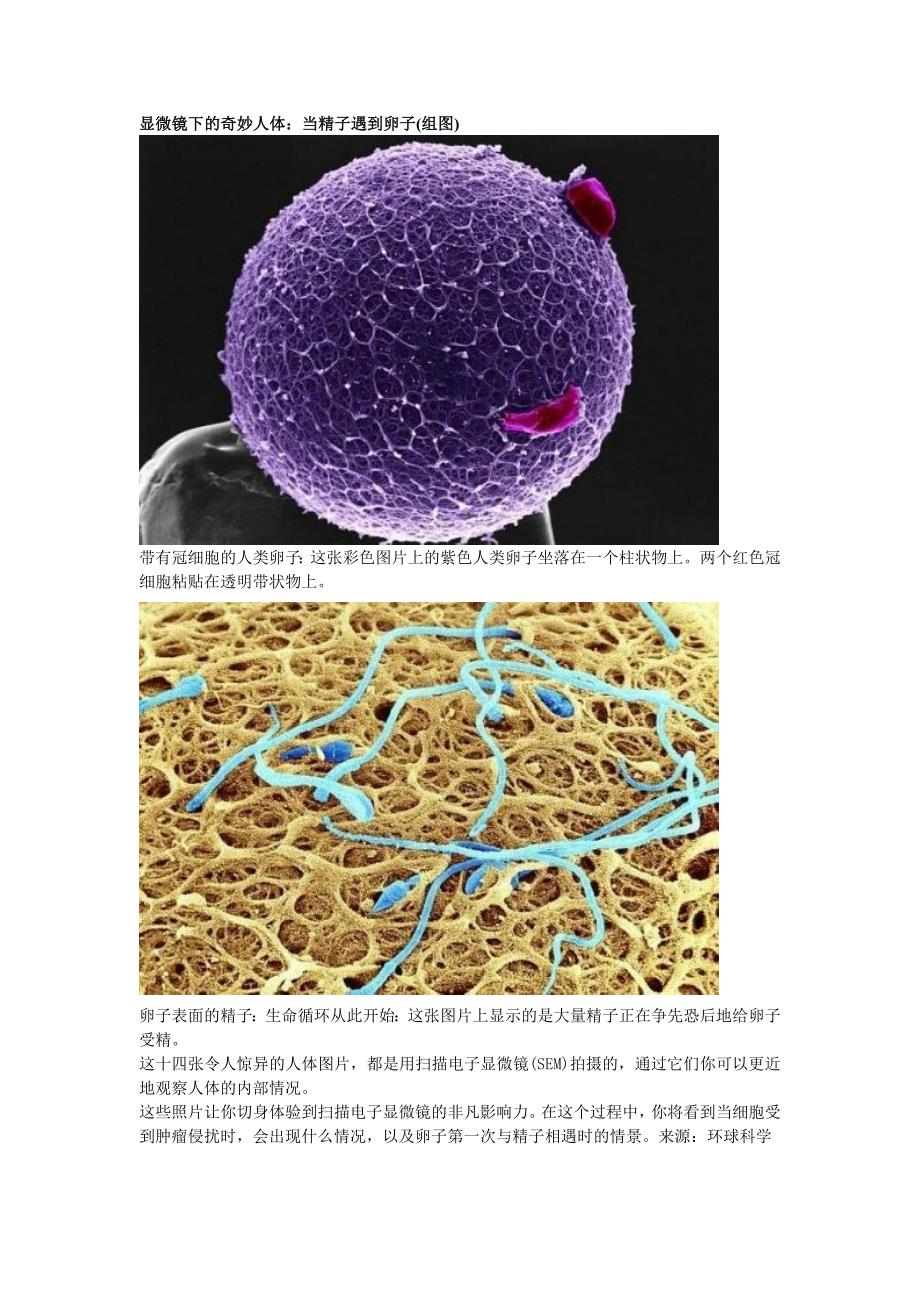 显微镜下的奇妙人体：当精子遇到卵子_第1页