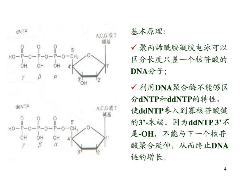 双脱氧末端终止测序法原理_过程和目标基因cdna序列拼接..._第4页